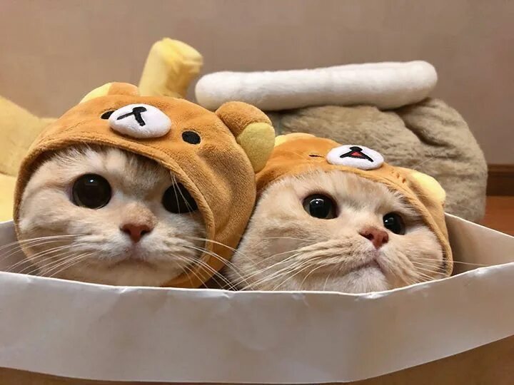 Милый котик. Милые котики. Cute cat me. Няшные котята. Cute cat me.