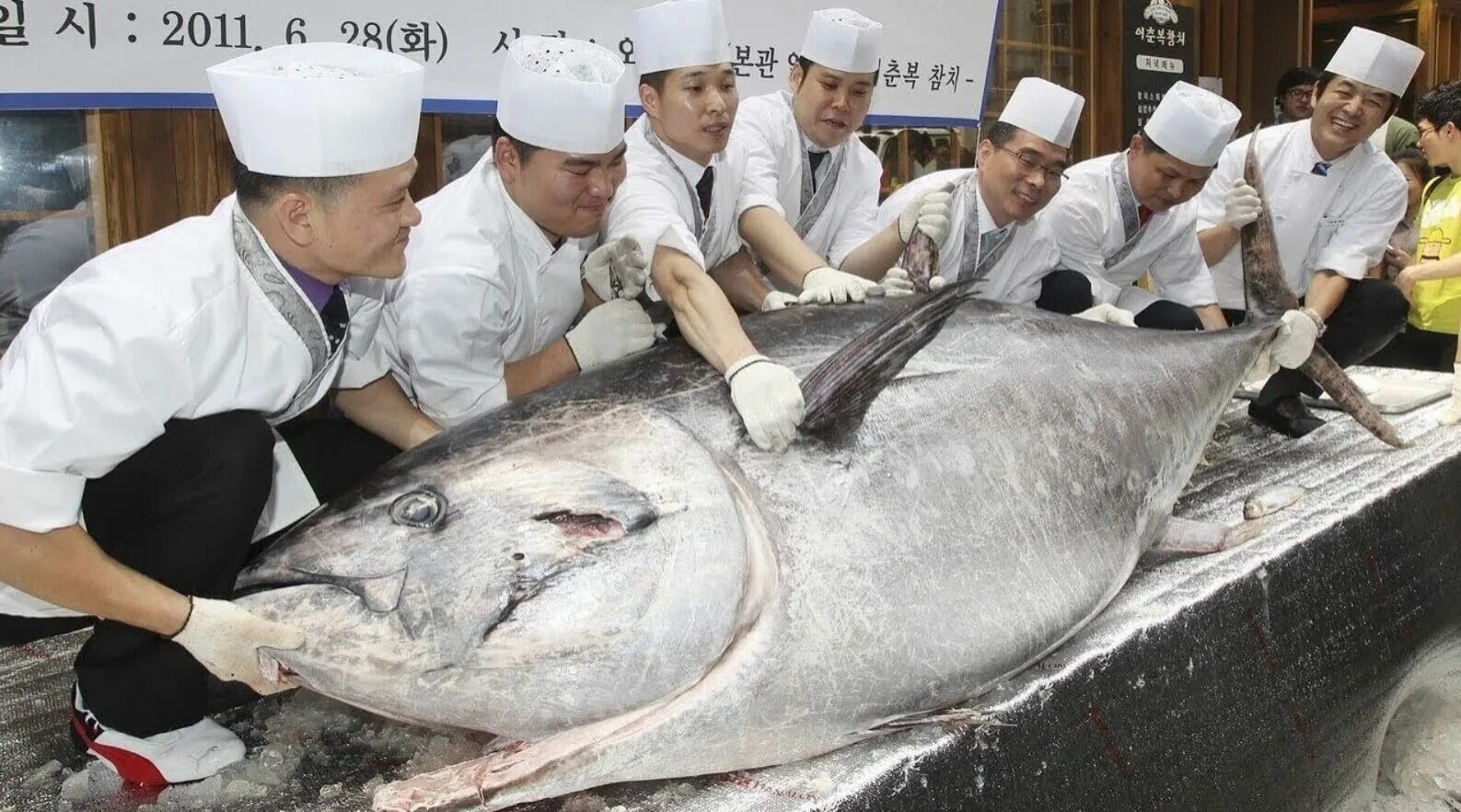 Тунец bluefin. Тунец bluefin. Самая дорогая рыба для еды. Самая дорогая рыба для еды. Рыбный аукцион в японии тунец.