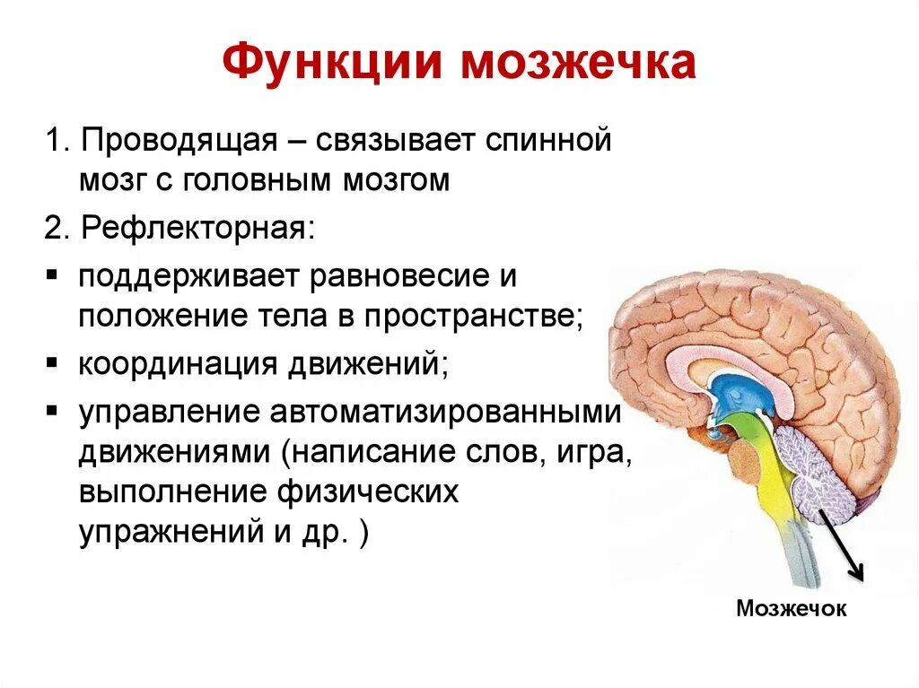 В задний мозг входит мозжечок. Функции мозжечка в головном мозге. Мозжечок строение и функции. Основные структуры мозжечка. Центр мозжечка в головном мозге.