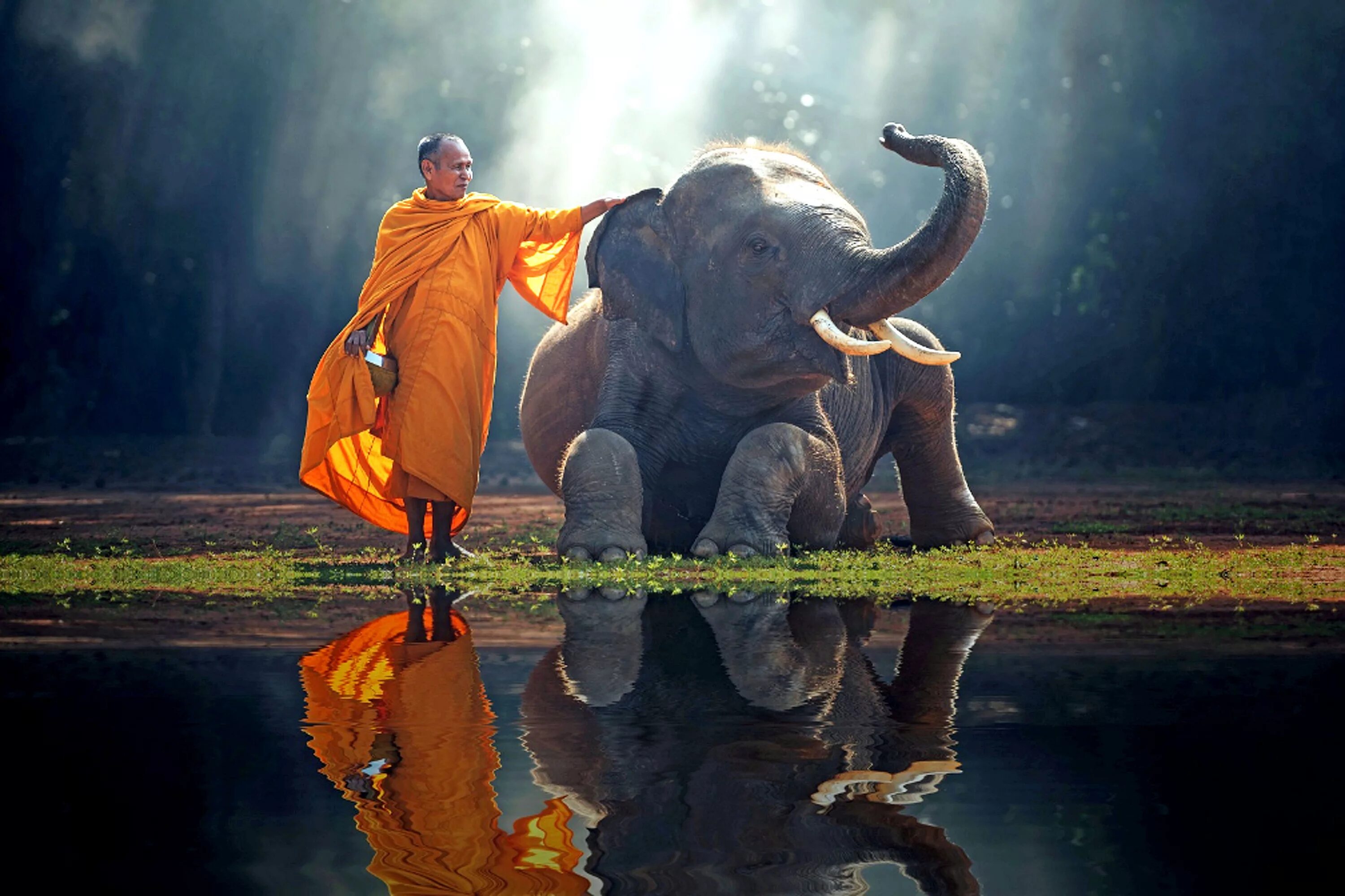 Усмирение ума слон буддизм. Буддийский монах. Индийский слон и человек. Животные будды