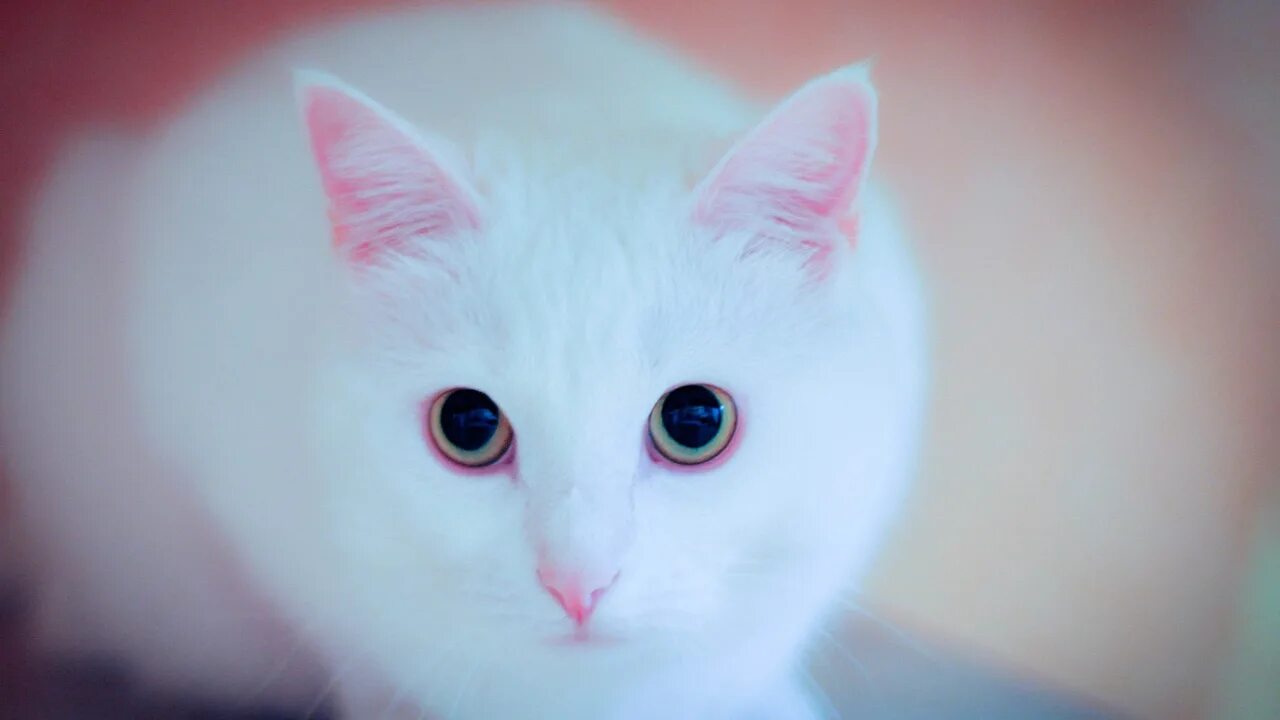 Хочу белую кошку