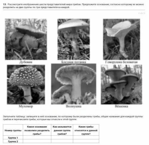 Основание по которому можно разделить грибы. Рассмотрите изображение шести представи. Группы грибов основание. Рассмотрите изображение шести организмов впр