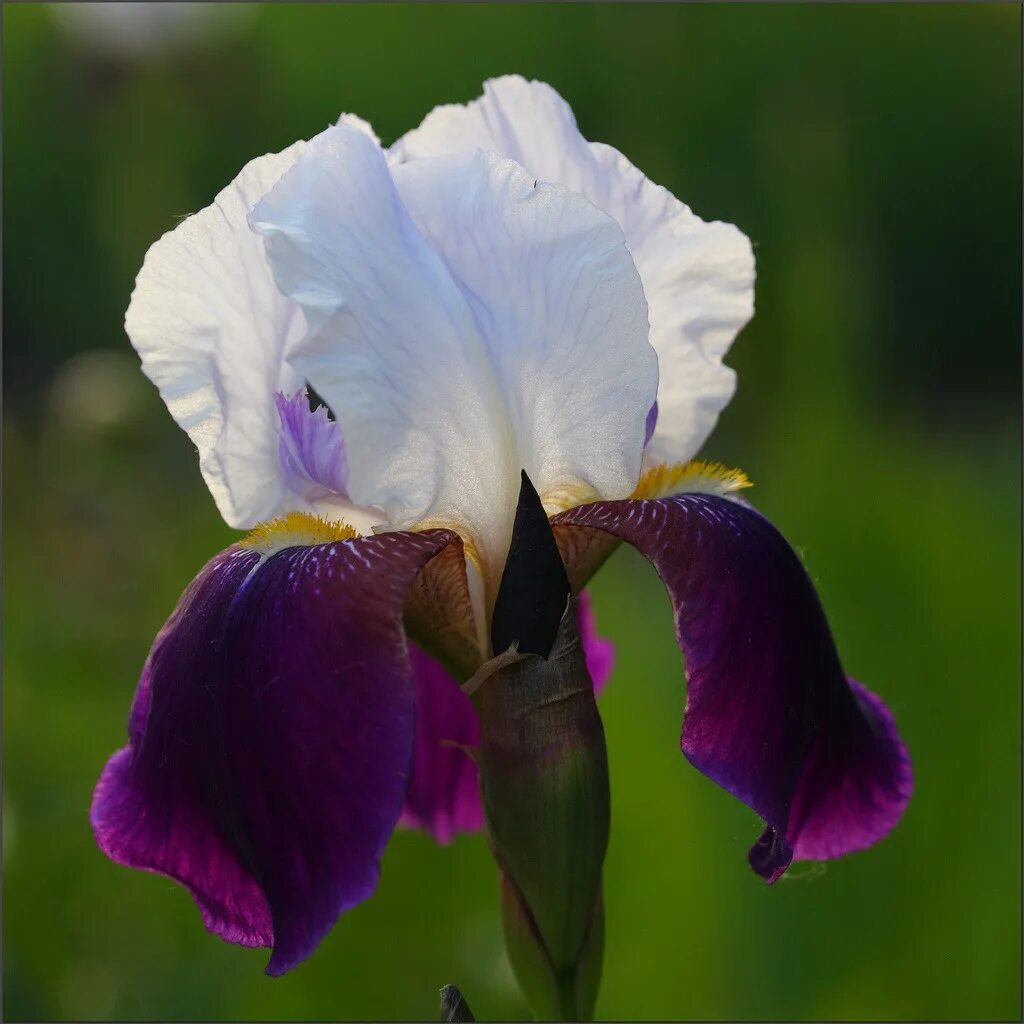 Ирис рикуги сакура (сибирский). Ирис германский brasier. Ирис сибирский (iris sibirica `gull`s wing`). Ирис импостер. Ирис иберийский.