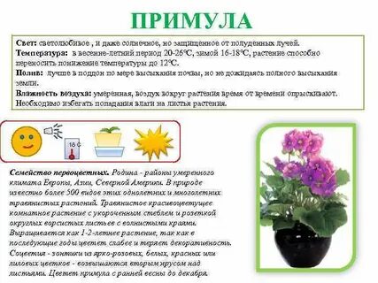 Примула как поливать