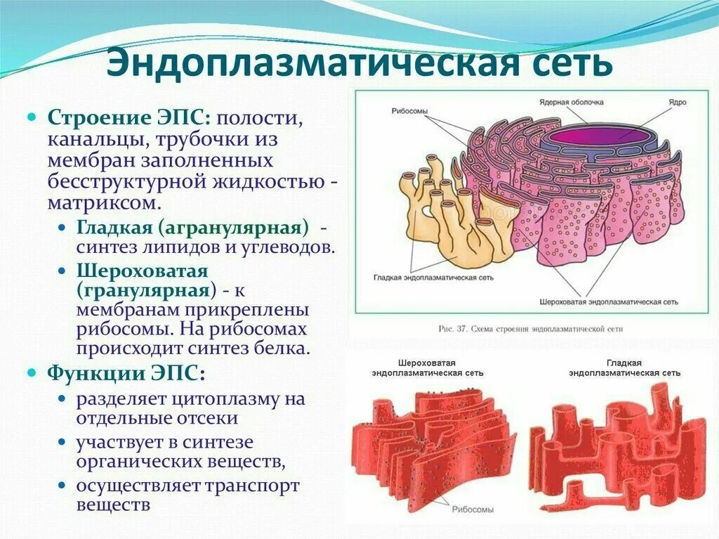 Шероховатая эпс участвует в синтезе. Строение и состав эндоплазматическая сеть. Эндоплазматическая сеть строение и функции кратко. ЭПС строение структуры. Гранулярная эндоплазматическая сеть строение и функции.