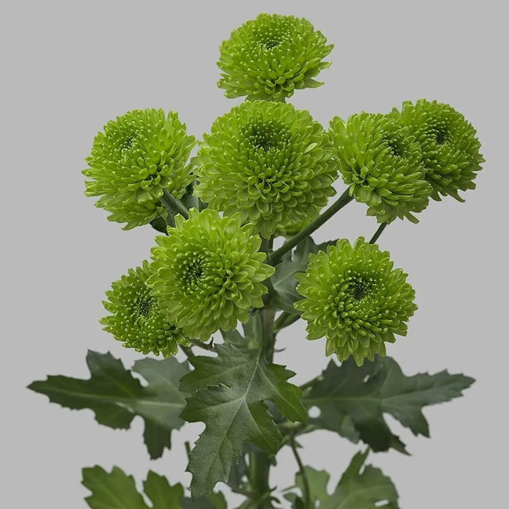 хризантем корень