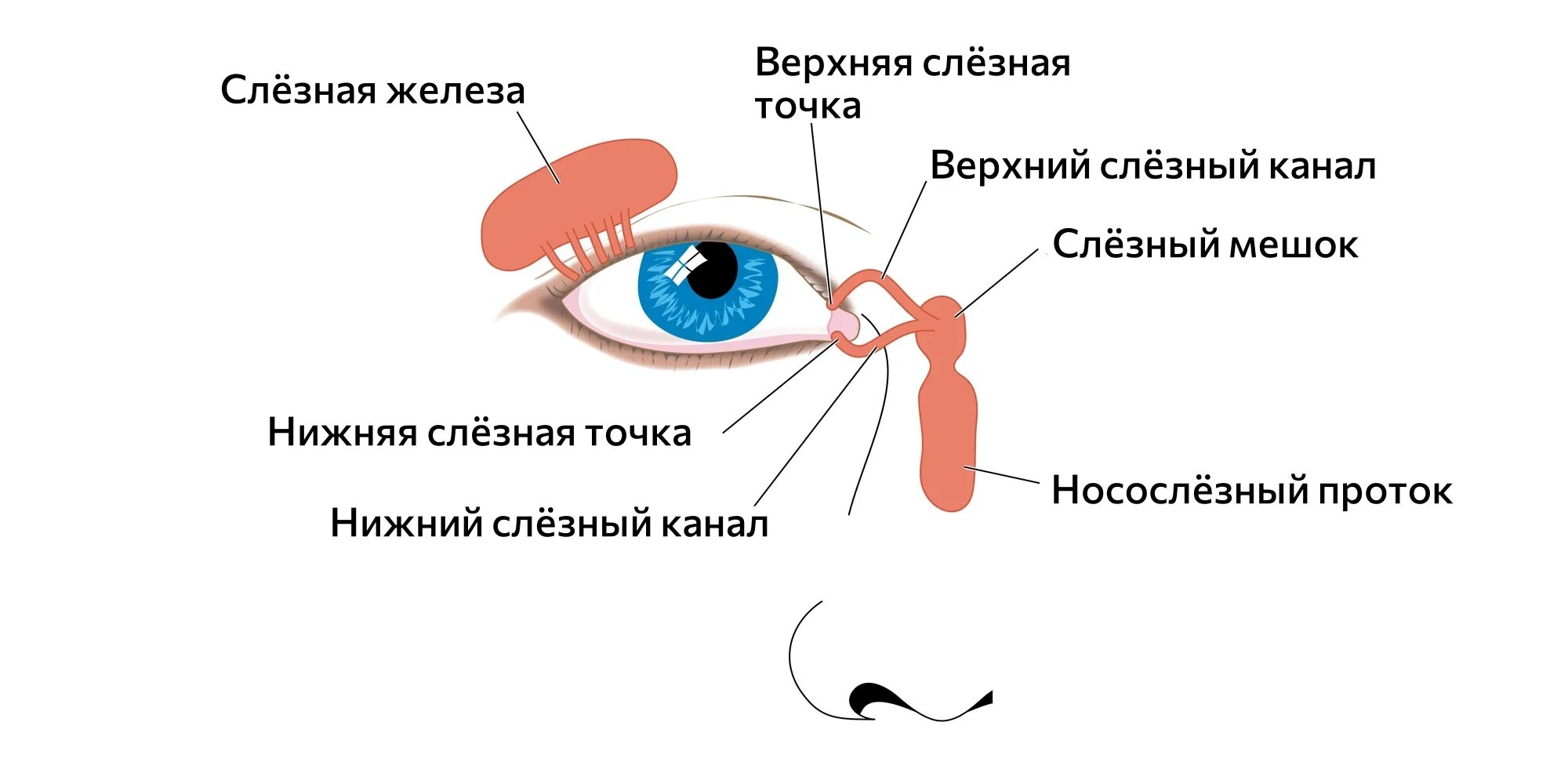 Слезная железа находится. Выводной проток слезной железы. Воспаление протоков слезной железы. Слезная железа и слезный мешок. Слёзная железа анатомия.