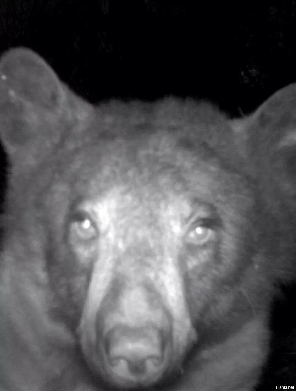 Лера изумруд и медведь. Хит блогеров медведи. Медведь арчи и вероника дичка. Медвежонок для детей. Блогерша привела домой медведя.