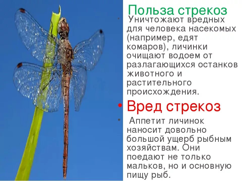 Какой тип развития характерен для стрекозы красотки. Информация о стрекозе. Стрекоза полезное или вредное насекомое. Интересные факты о стрекозах. Значение стрекоз.