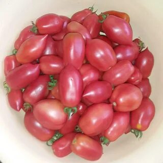 Томат колокольчик