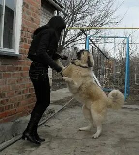 Ростов кавказская