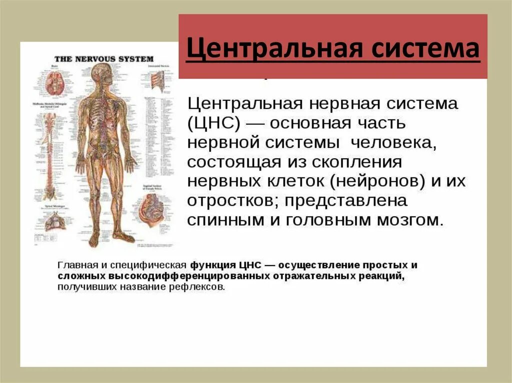 Центральная нервная система. Геоцентральная система это. Центральная система. Центральная нервная система определение. Какие органы относятся к центральной нервной системе