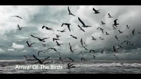 Arriving birds