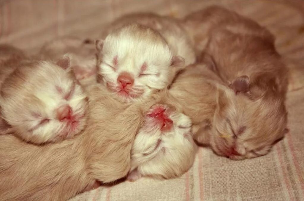 Когда у котят открываются глаза. Новорожденные котята вислоухие. новорожденный котенок. котята рождаются слепыми. новорождённые кротята.
