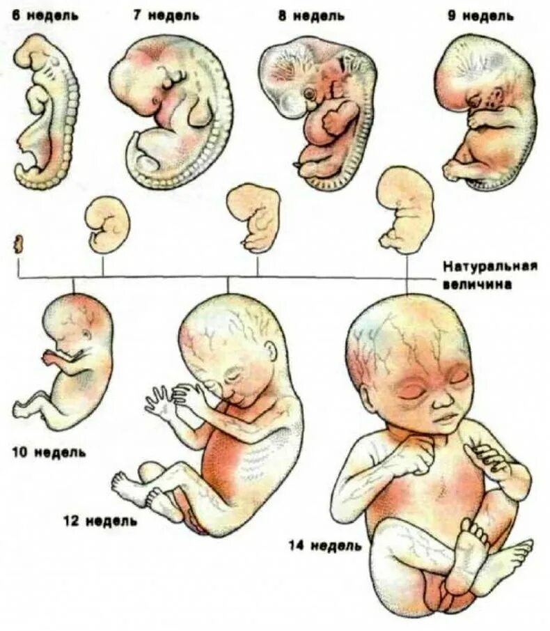 Стадии развития плода человека по неделям. Этапы развития эмбрион зародыш. Стадии эмбрионального развития по неделям. Фото развития плода по неделям в утробе.