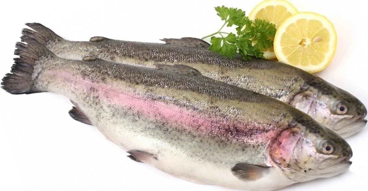 Как выглядит рыба форель фото с головой семга охлажденная Купить продукты питания