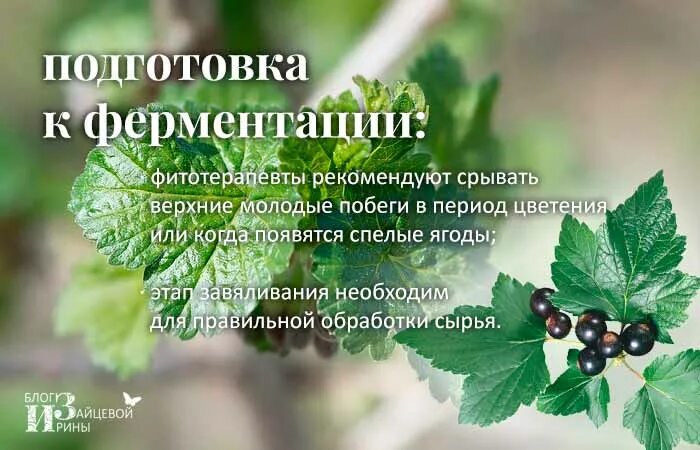 Листья черного польза. Лист смородины. Смородина чёрная листья. Смородина лекарственное растение. Смородина листья полезные.