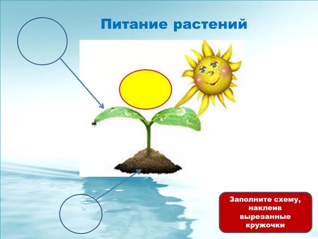Заполни схему питания растений Авторская разработка презентации к открытому уроку "Солнце, растения и мы с Вами