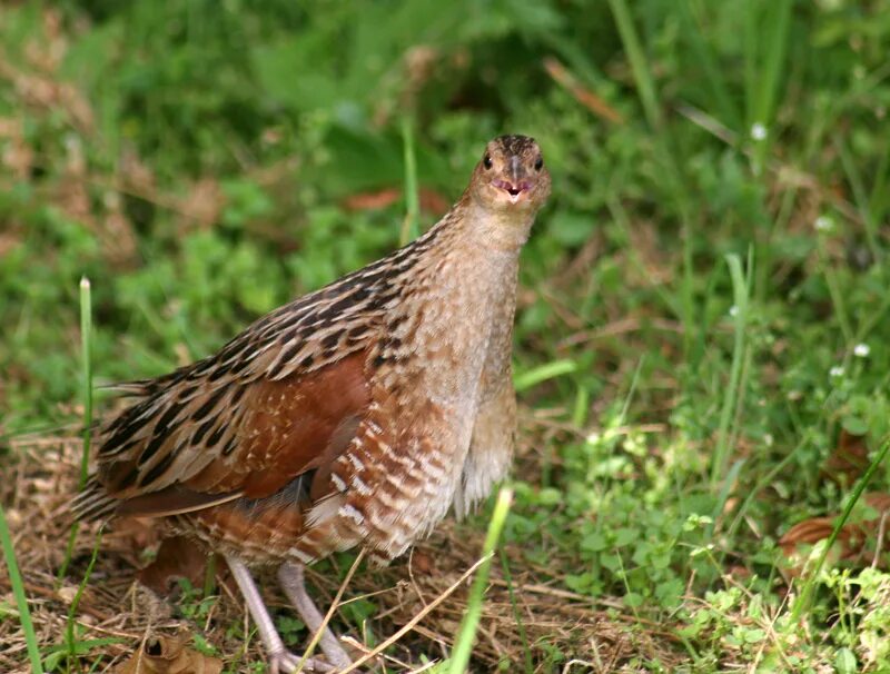 болотно луговые птицы. болотно луговая. , перепел, коростель, кулик-чибис. полевая болотно луговая дичь. перепел, дупель коростель.
