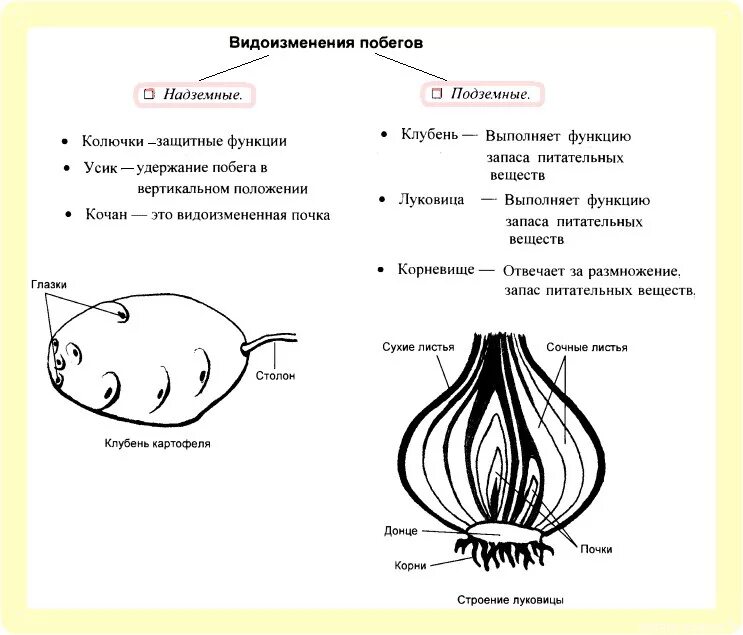 Тест биология видоизменение побегов. Видоизменённые побеги схема. Видоизменённые подземные побеги схема. Строение клубня и луковицы 6 класс. Видоизменения побегов таблица ЕГЭ биология.