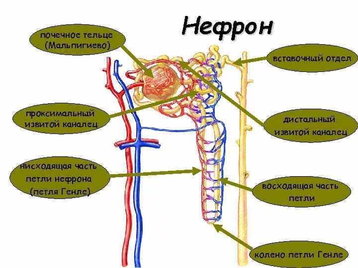 Петля извитого канальца нефрона. Петля Генле нефрона почки. Выделительная система почка извитой каналец нефрона петля Генле. Восходящий отдел петли Генле. Мальпигиево тельце нефрона.