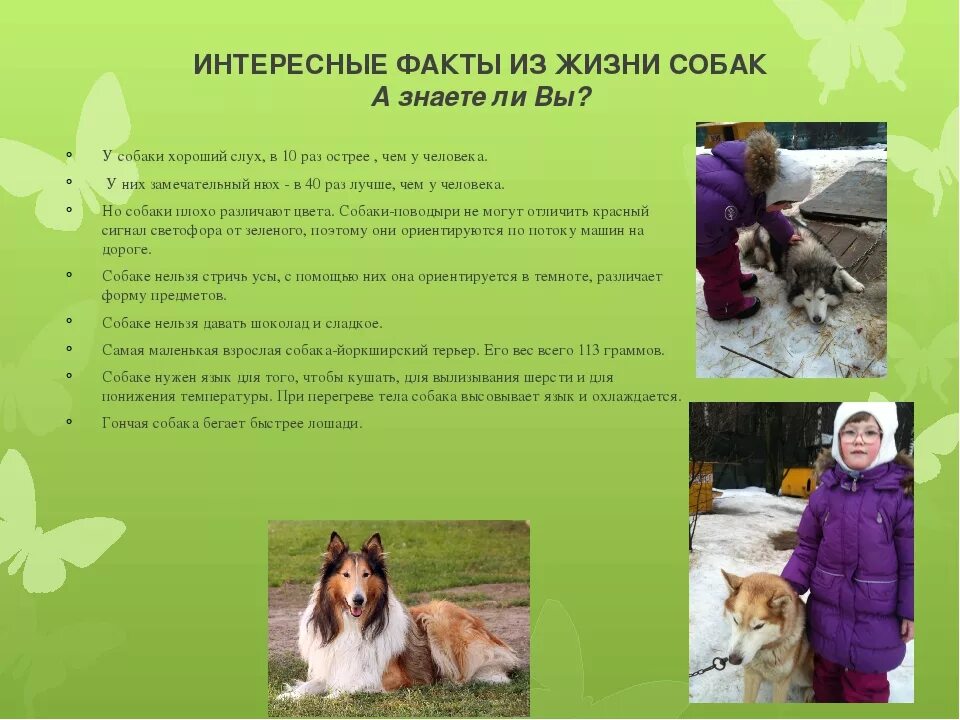 интересные факты про кошек и собак. интересные факты о кашке. интересные факты о соб. интересные факты о котах для детей. интересные факты про кошек и собак.