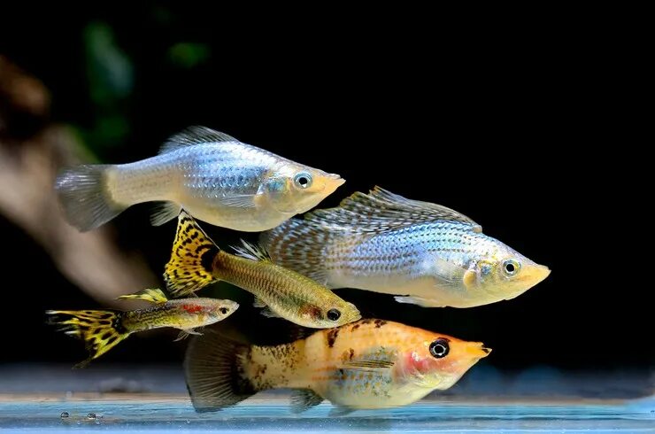 Рыбки уживающиеся с гуппи. Пецилия аквариумная рыбка уживается с гуппи. Гуппи и моллинезии. Аквариумные рыбки для начинающих фото. Gourami Fish.