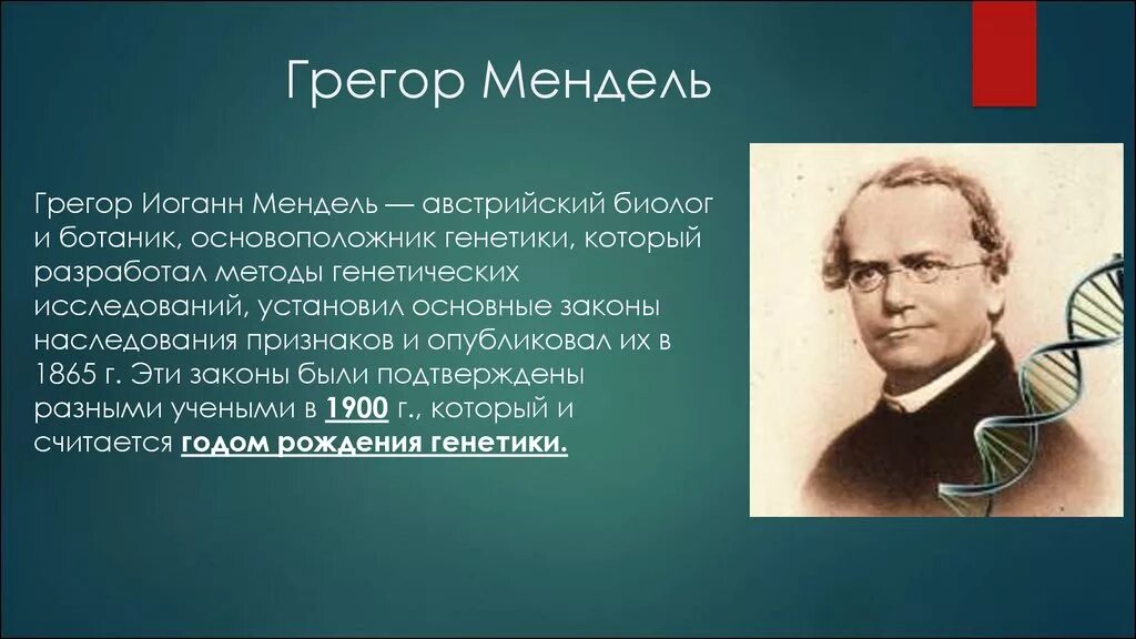 Что является изучением генетики. Грегор Мендель основоположник генетики. Грегор Иоганн Мендель генетика. Г. Мендель – основоположник науки генетика. Грегор Мендель вклад в развитие биологии.