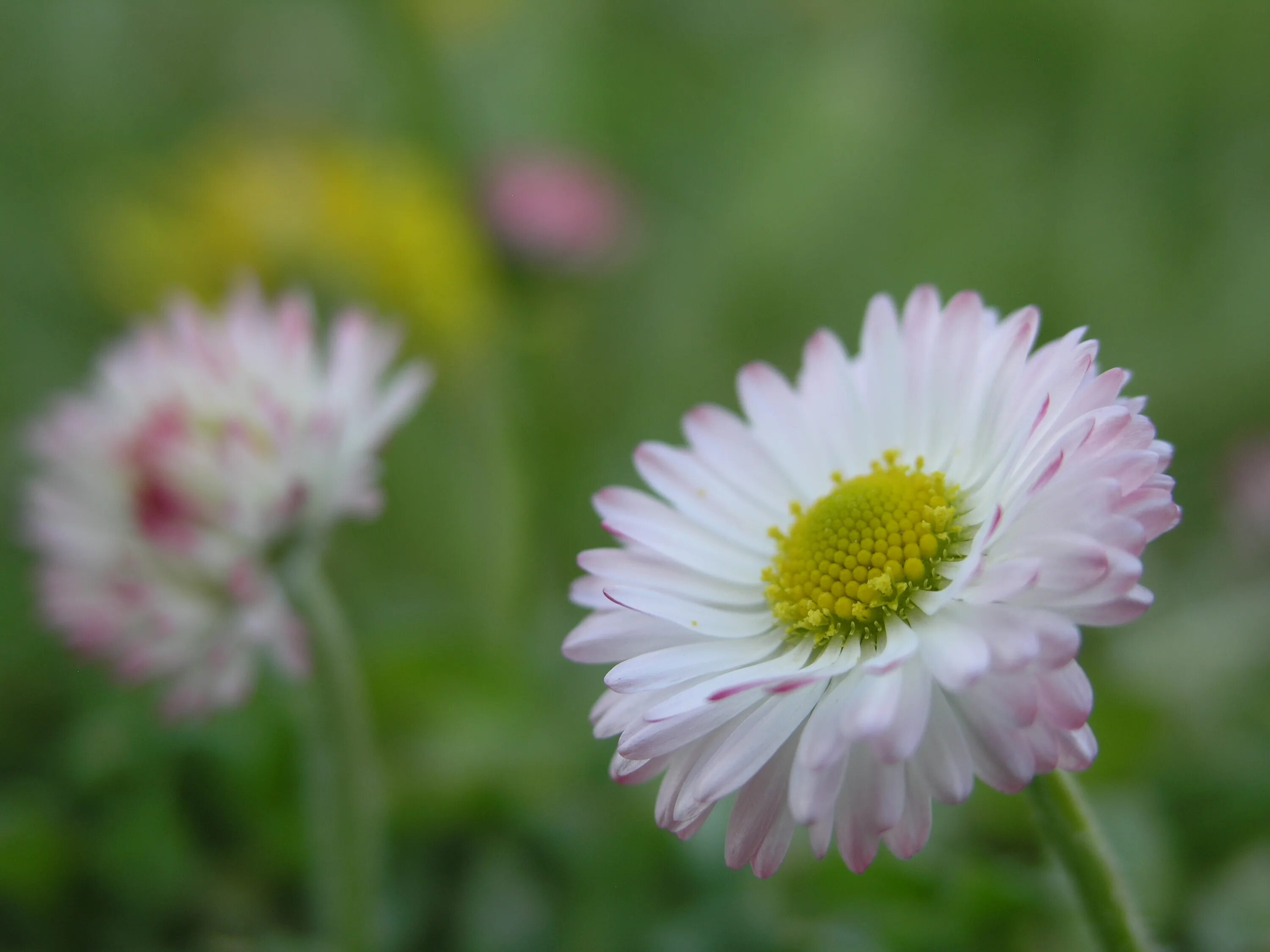 Small Flowers. Flowers small image.