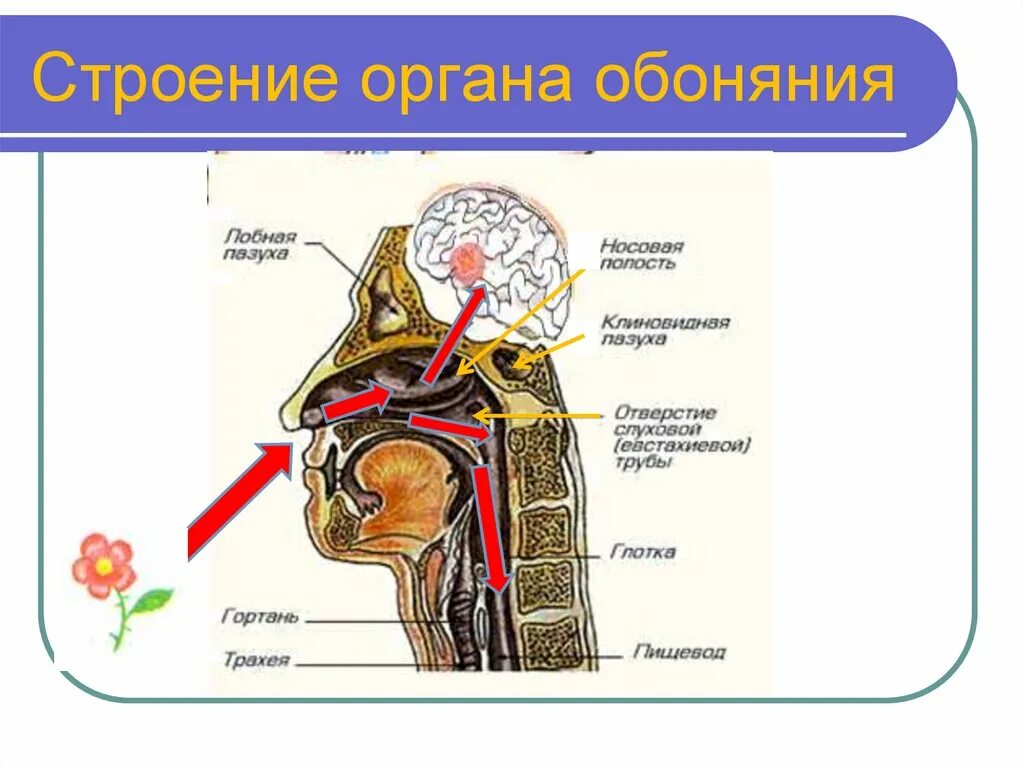 Обонятельный вкусовой орган. Орган обоняния анатомия строение. Строение органа обоняния и обонятельного анализатора.. Схема строения органа обоняния. Строение органа обоняния.