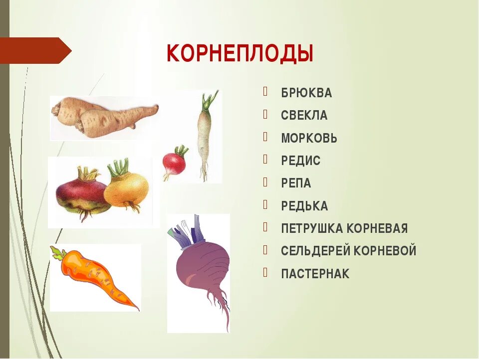 Корнеплоды примеры. Корнеплоды список овощей. Корнеплоды примеры растений. Овощи относящиеся к корнеплодам.