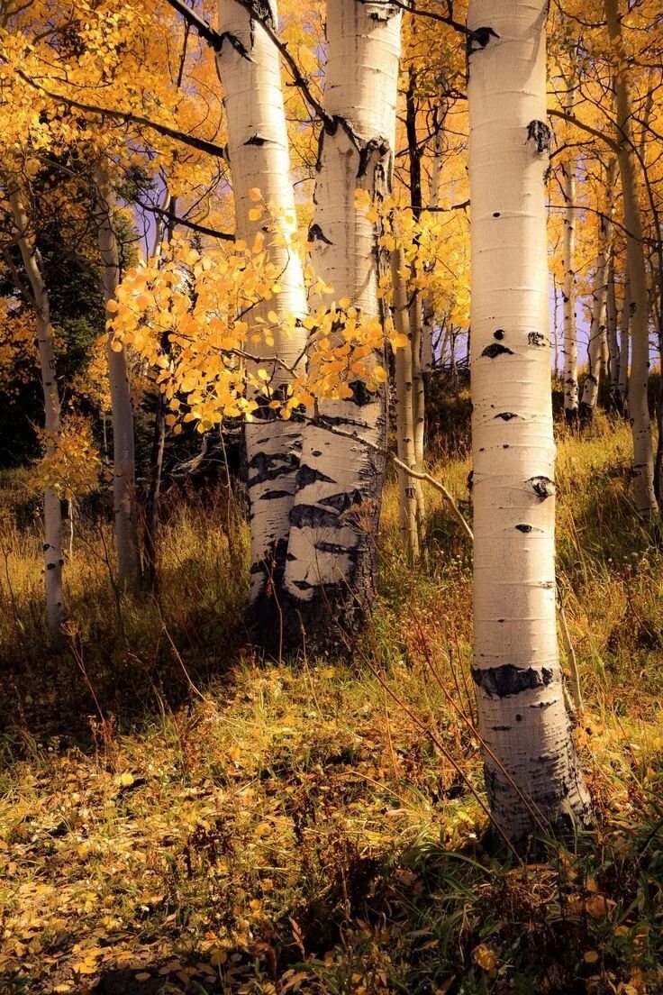 Лес березки осень кисловодск. Березка в лесу осенью. Дерево береза осенью. Березка в лесу осенью. Березовая роща тула.