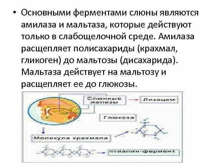 Какие вещества расщепляются слюной