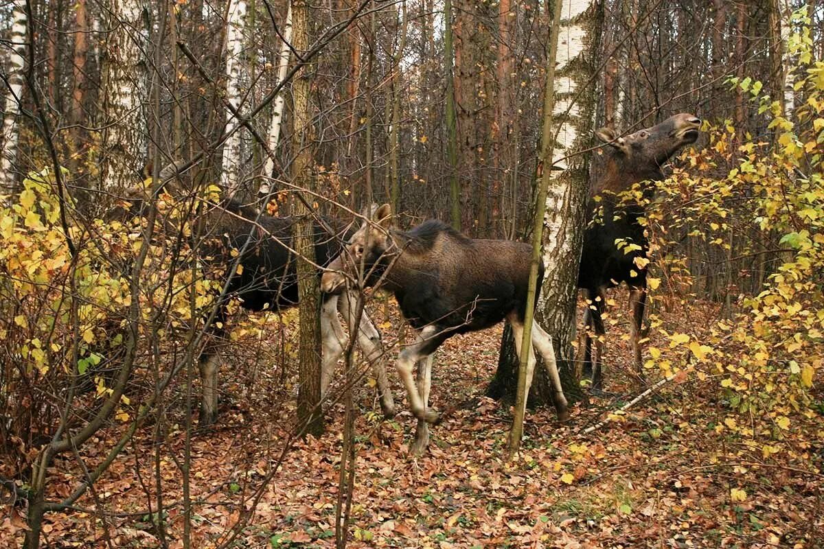 Национальный заповедник Лосиный остров. Лосиный остров национальный парк заповедник. Национальный парк Лосиный остров лоси. Парк Лосиный остров Москва. Увидел лося в лесу