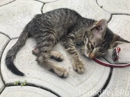 Подобрать котенка с улицы примета