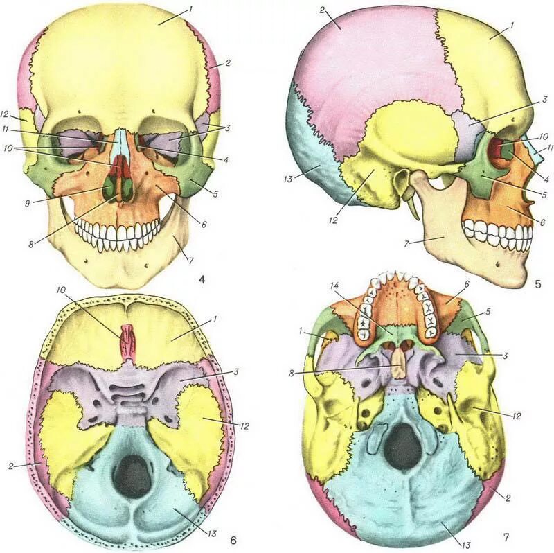 Кости черепа каждая кость. Топография лицевого черепа анатомия. Кости черепа анатомия атлас. Седловидная кость черепа. Анатомическое строение костей черепа.