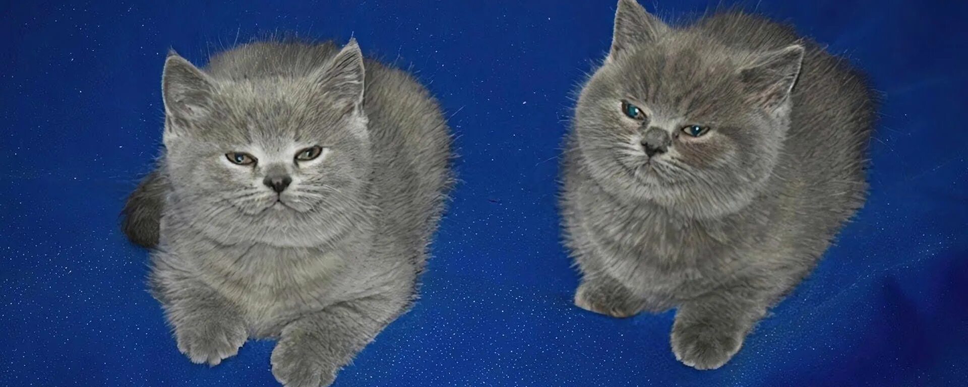 Серые котята на синем фоне. Британские голубые котята. Два голубых британских кота. Два котёнка на синем фоне.