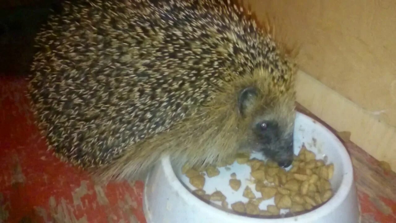 Ежик кошачий корм. Еж на немецком. ёж корм ест. корм для ежа кошачий. ежи едят кошачий корм.