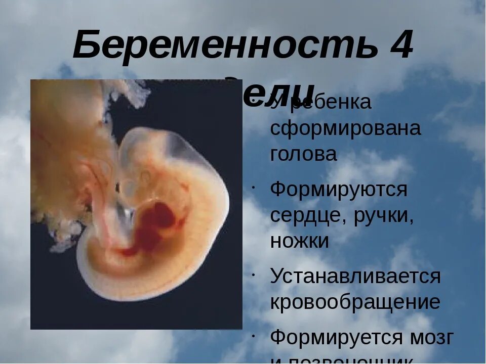 Как выглядит зародыш ребенка 6 неделя беременности
