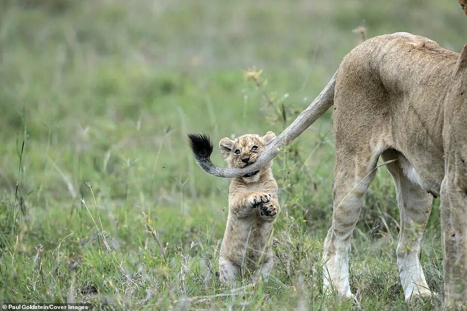 Tail biting
