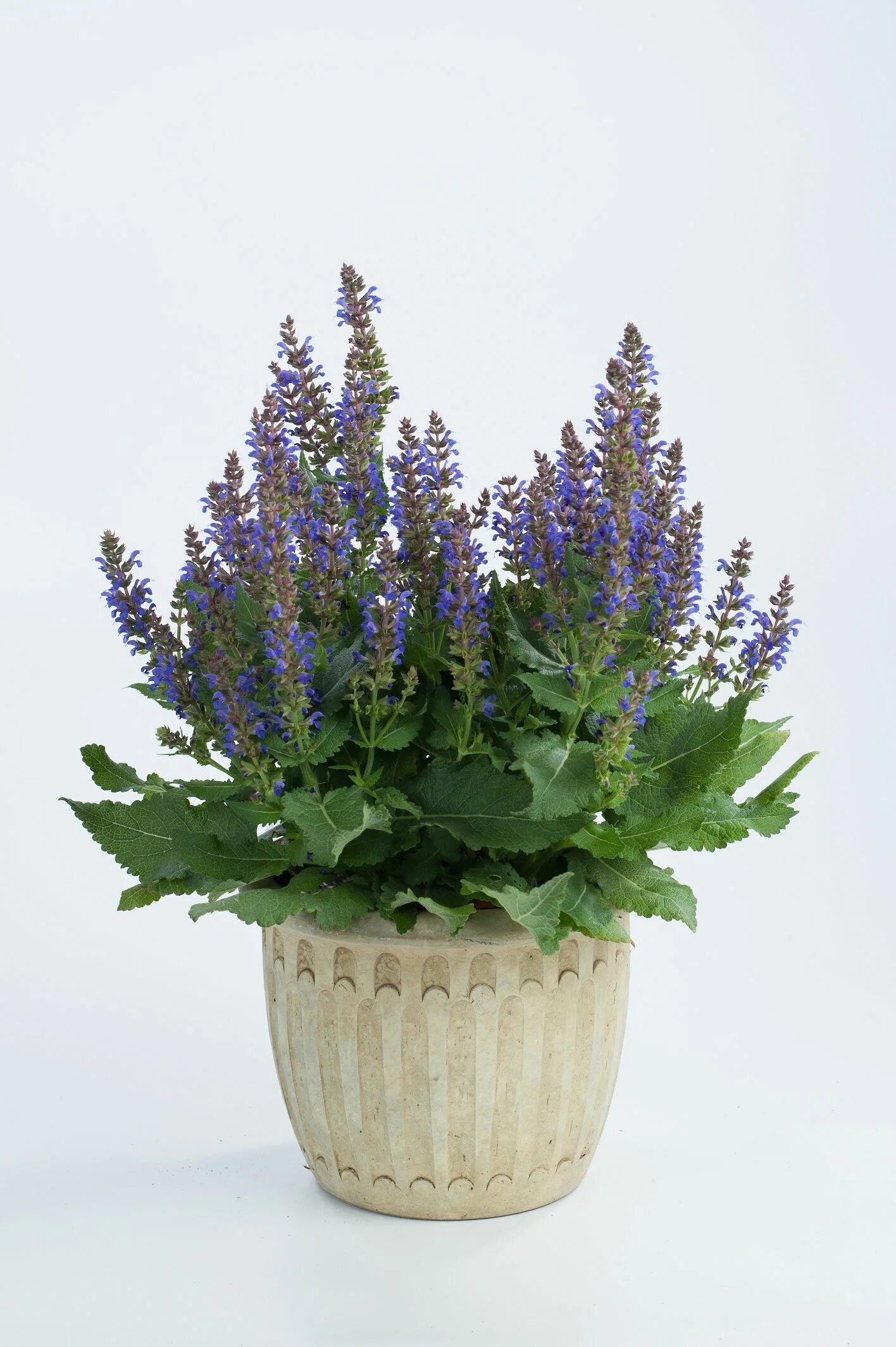 Шалфей домашний. Сальвия (шалфей). Шалфей дубравный 'mainacht'. Шалфей лекарственный. Шалфей дубравный ostfriesland.