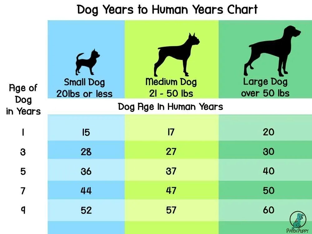 Как узнать год собаки. Собачьи года. Собачьи года на человеческие. Dog years to Human years. Год собаки.