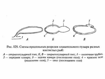 Какую роль играет плавательный пузырь