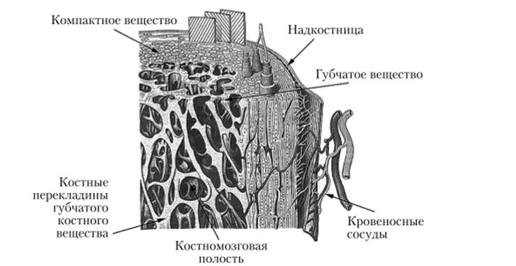 Костномозговая полость компактное вещество надкостница губчатое. Микроскопическое строение компактного вещества кости рисунок. Надкостница компактное вещество губчатое вещество. Схема строения компактного вещества кости. Структура кости компактное и губчатое вещество.