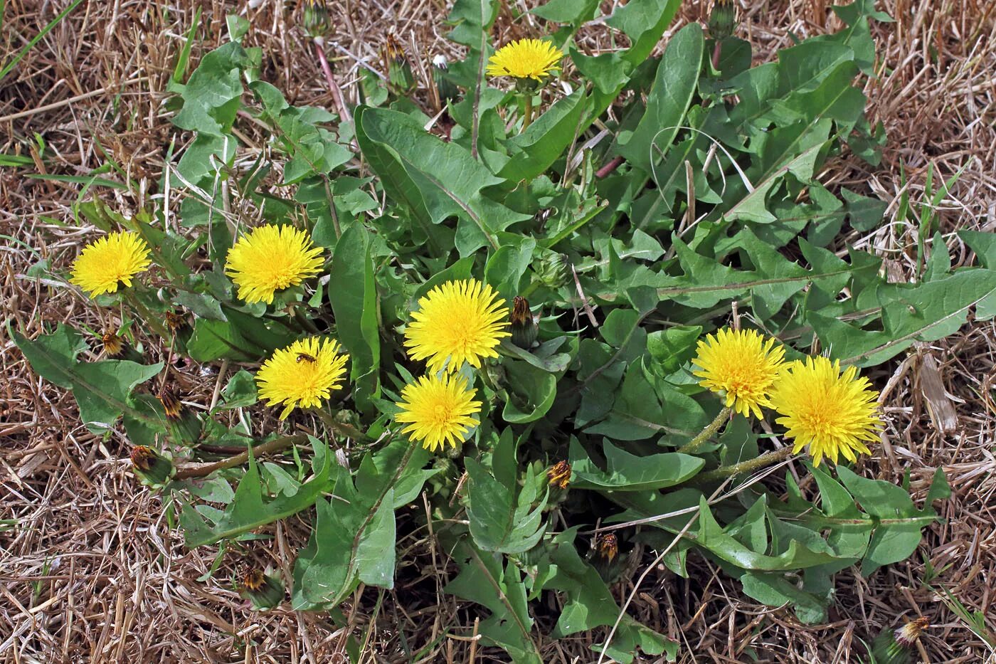 Одуванчик лекарственный – Taraxacum officinale. Taraxacum pseudoroseum. Одуванчик Кок сагыз. Taraxacum officinale семейство. Одуванчик лекарственный род