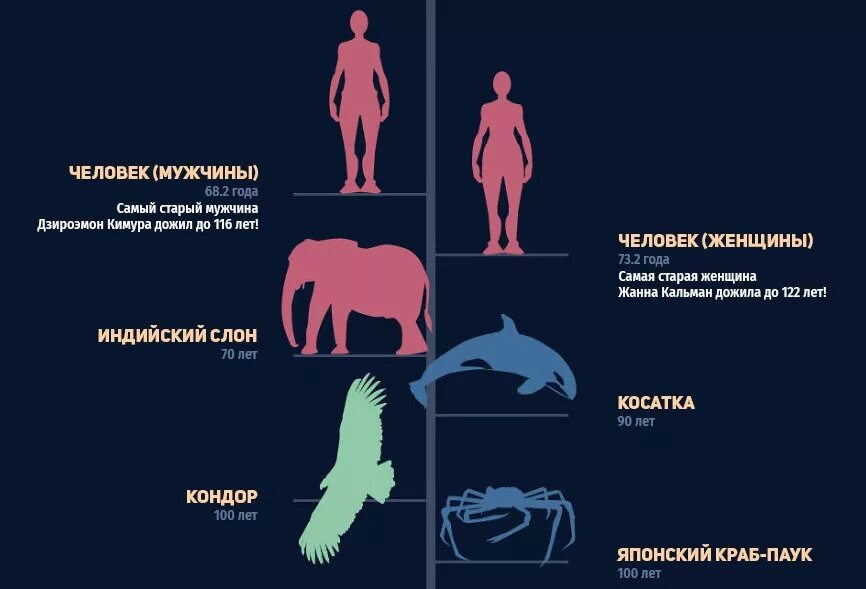 Сколько лет человечеству. Периоды жизни животных. Животные срок жизни. Сколько лет живут животное. Таблица долгожителей животных.
