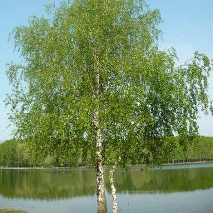 Береза летом явление природы. Береза жакмана. сибирская береза. сибирская береза древесина. береза белокорая.