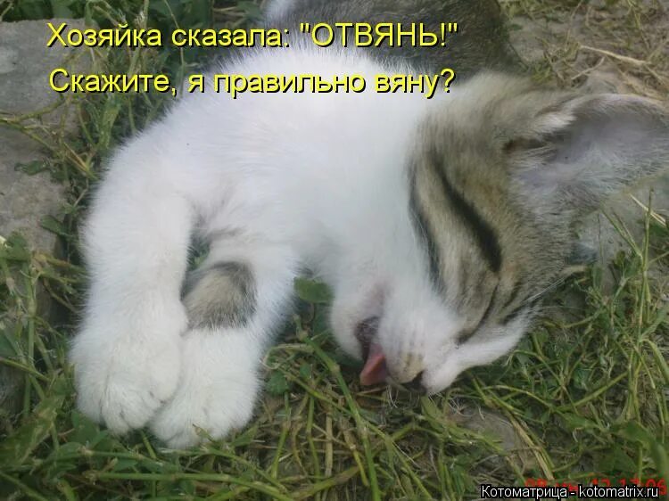 Я виновата и каюсь. Хозяйка сказала. А давайте пить что пили. Ешкин кошкин. Хозяйка сказала.