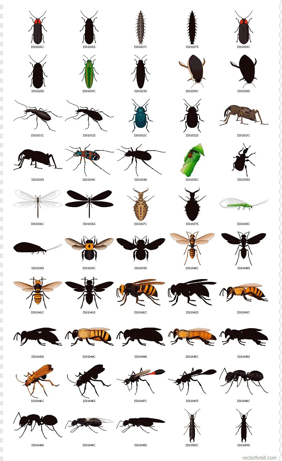 Крылья насекомых. Летающие насекомые названия. Насекомые урала летающие. Карточки. Видовые названия насекомых.