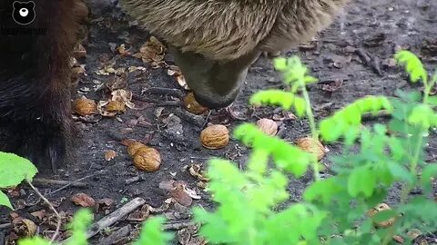 Собака съела орех